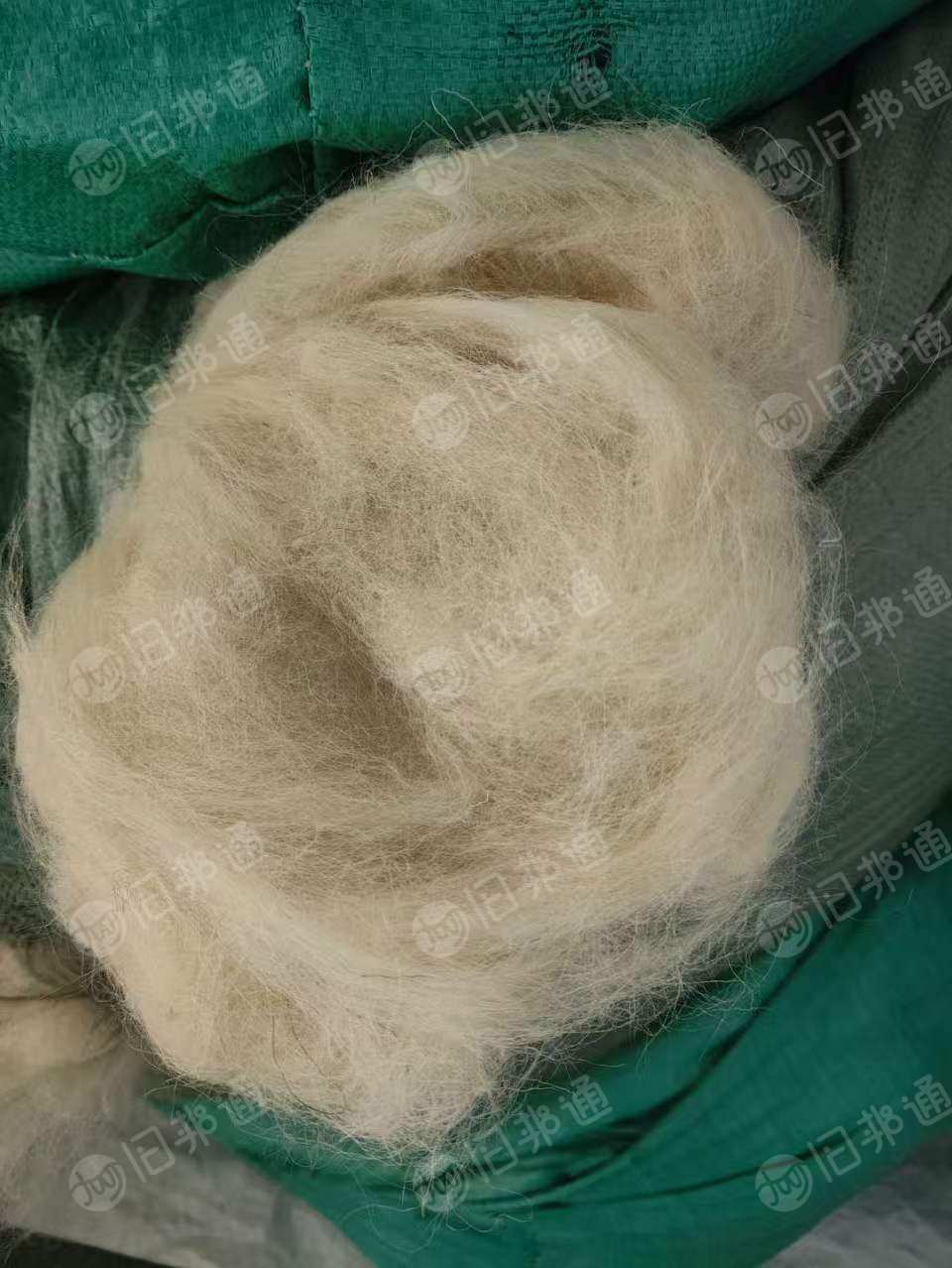 长期出售新西兰羊毛硬丝，白色的，细度比较粗，都是纯羊毛，可以开毛用，货在河北保定