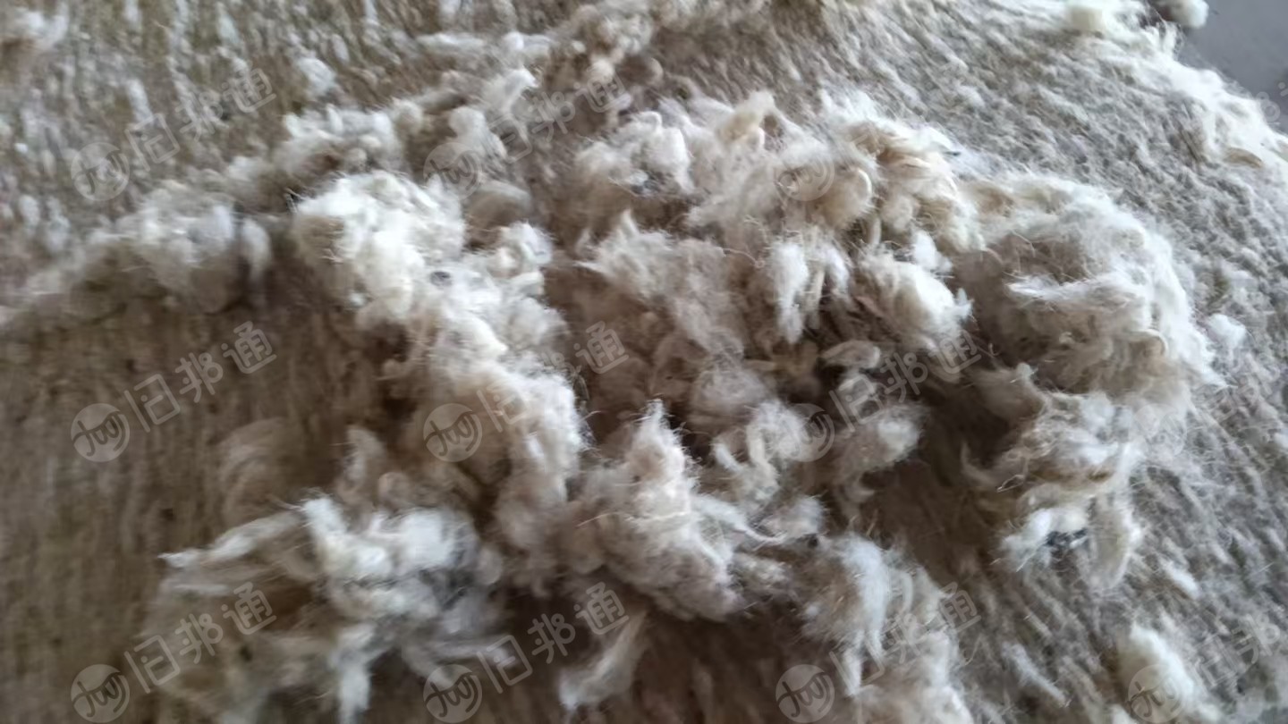 长期出售剪毛下来的纯羊毛，羊毛原毛原料，白色米黄色黑色都有，洗过的，长度2公分，细度20.5