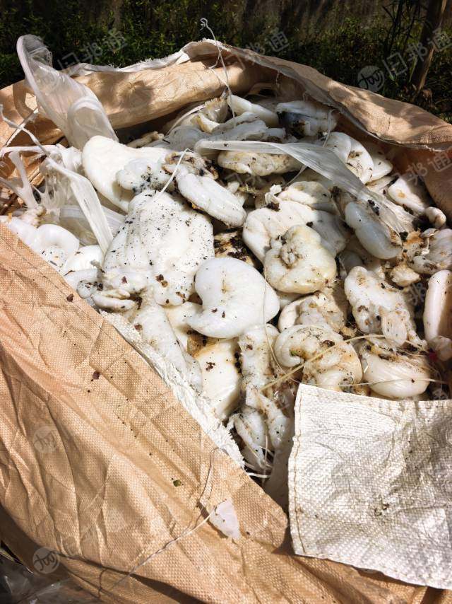 出售PE复合PET/TPU机头料,现货30吨