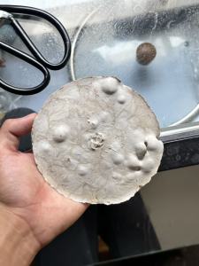 长期出售白色涤纶丝泡，涤纶泡料，涤纶白泡，月供500-1000吨，货在江苏苏州