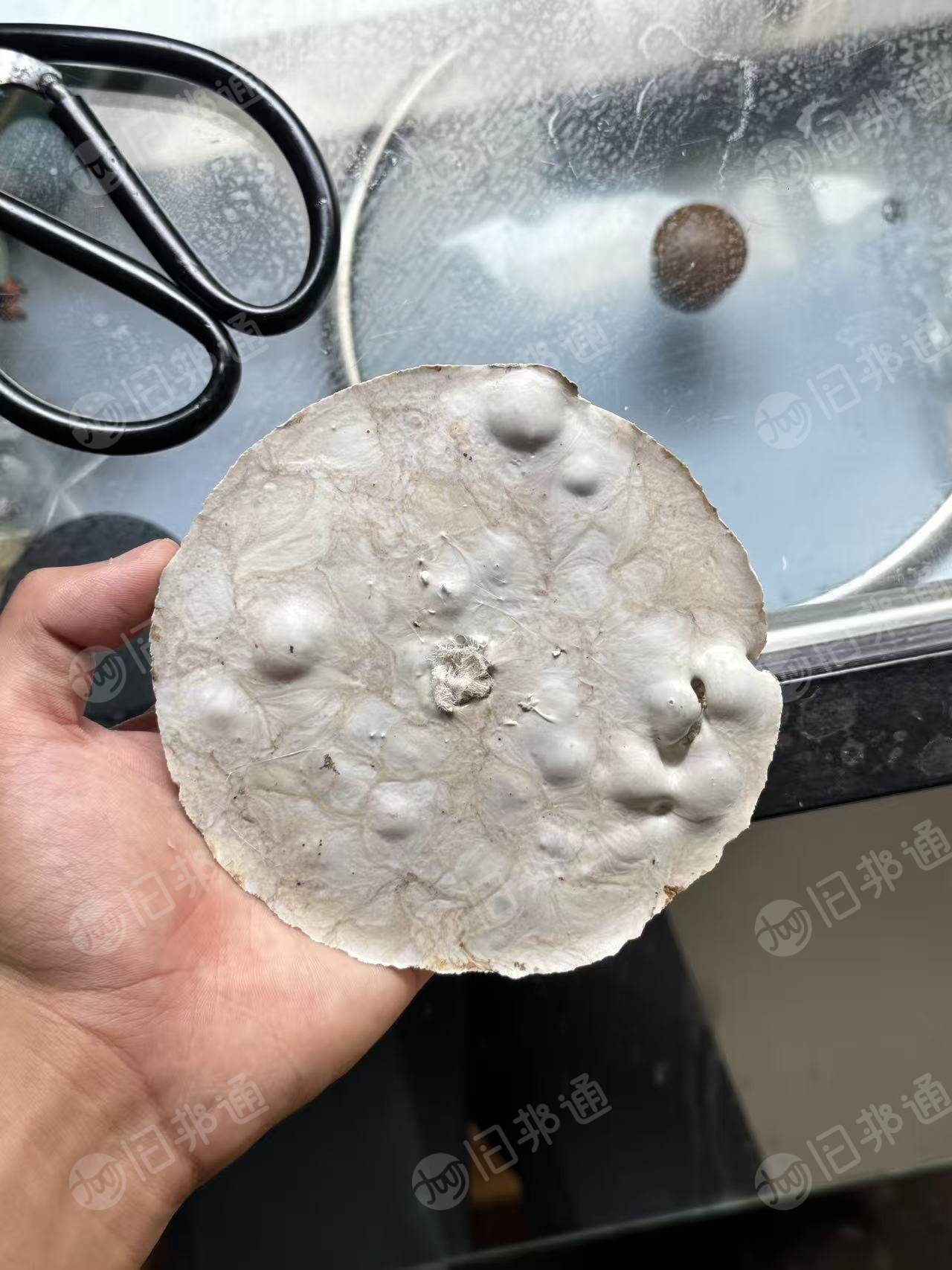长期出售白色涤纶丝泡,涤纶泡料,涤纶白泡,月供500-1000吨,货在江苏苏州