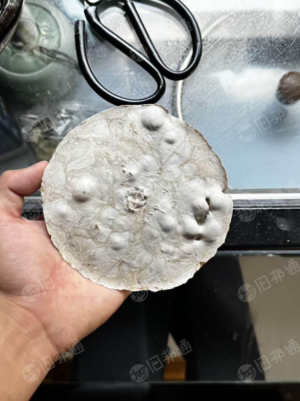 长期出售白色涤纶丝泡，涤纶泡料，涤纶白泡，月供500-1000吨，货在江苏苏州