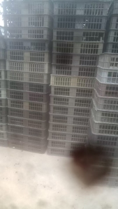 长期出售黑色pp筐破碎料，都是牛蛙框下来破的，现货6.8一车
