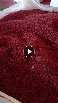 原生啤酒框粉碎料,低压框破碎料大量出售