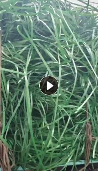 长期回收pet打包带，量大