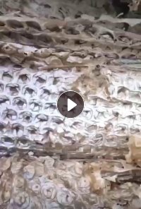 pvc秧苗盘料100吨，大量出售