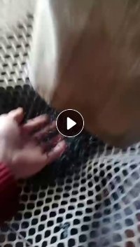PE高压颗粒,杂膜颗粒,滴灌带颗粒长期出售