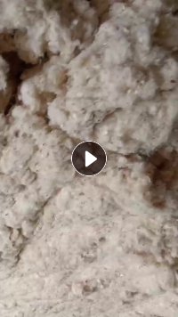 气流纺纯棉车肚，可纺10支，长期出售