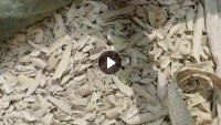 硬质PVC白钢破碎料,PVC护墙板破碎料、扣板破碎料 、PVC三级料,PVC统管破碎料,长期出售
