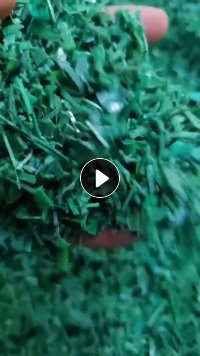 水洗聚酯PET打包带粉碎料，现货供应