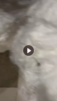 定型丝开好的开松料，开松棉，191梳理机梳理过的开花棉，大量出售