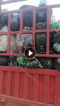 纯pet膜边角料，不带胶，没有涂层，现货10吨，长期出售