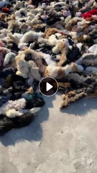 两万多条毛领毛条出售