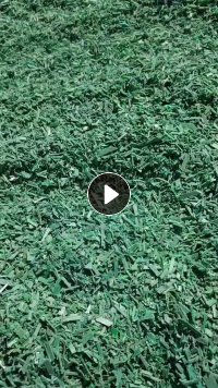 PET绿色打包带粉碎料长期出售，现货2车。干粉