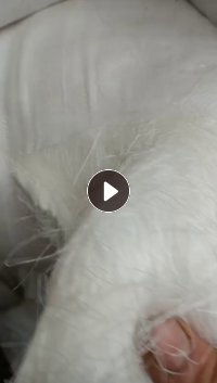 长期供应涤纶废丝干丝，可造粒！