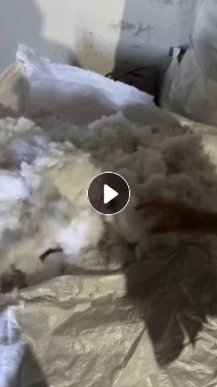 长期供应出售风箱花,便宜处理1000多一吨