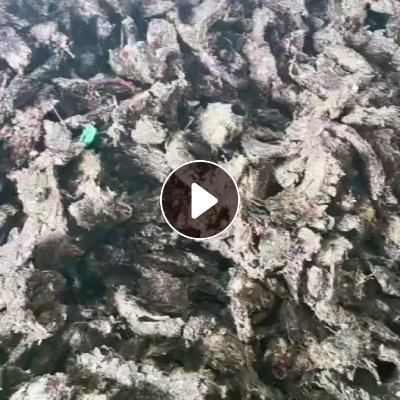 纸厂水漂机头料，长期出售