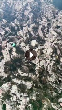 纸厂水漂机头料,长期出售