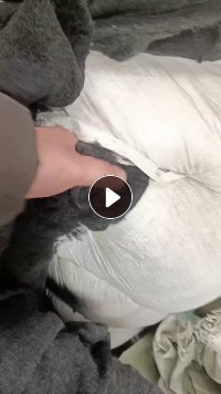 黑色涤纶开花棉，黑色2.5D化纤棉，涤纶开花棉，大量回收