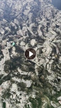 纸厂机头料常年大量出售，月供800吨 ，出油率高达百分之50以上