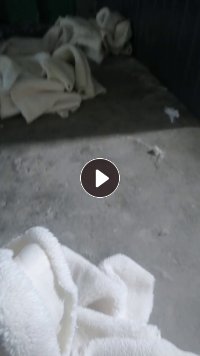 长期求购白色纯涤纶假毛带毛下脚料