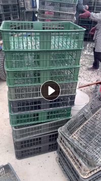 现金求购牛蛙筐破碎料， 月需200吨 