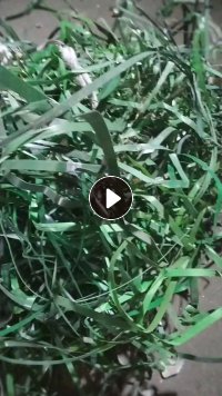 PET打包带长期大量出售 ，月供100多吨