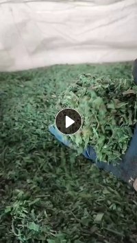 长期出售PET打包带粉碎料，月供100吨 