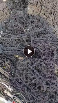 长期供应涤纶黑色废丝，杂色废丝，水分30以下
