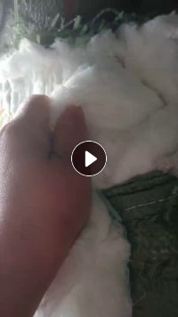 出售氨纶开花棉，开松好的化纤棉，纯白