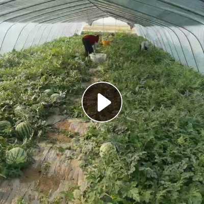 出售100亩大棚膜，正在拆