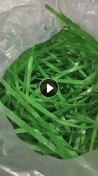 出售绿色PET打包带毛料，现货4*2一车，有打包，长期有货