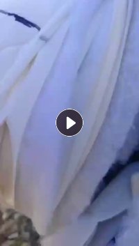 出售床垫下脚料，凉席下来的，浅色