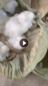 长期出售家纺用棉，丝绵下脚料，三维3D 有硅38，服装棉下脚料