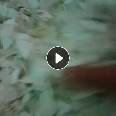 长期出售全漂大小白破碎料，清洗干净可直接上机，现货一挂车，另出售花乙破碎料，现货不多