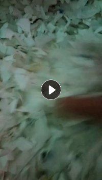 长期出售全漂大小白破碎料，清洗干净可直接上机，现货一挂车，另出售花乙破碎料，现货不多