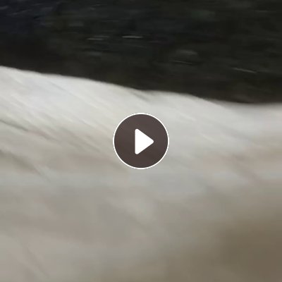 出售PET打包带破碎料，水粉的，月供100吨