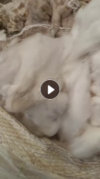 出售车肚，纯涤，现货200吨