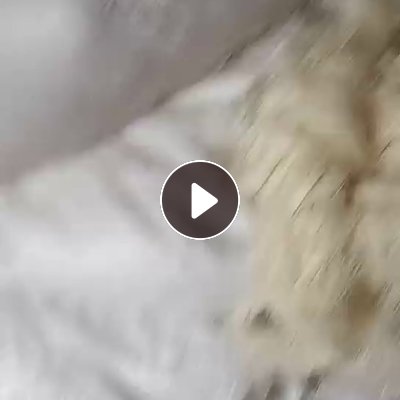 长期大量出售纯亚麻废丝