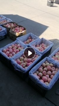 出售PP水果黑框，长期有货