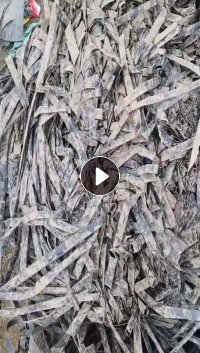  长期出售滴灌带压块，迷宫贴片混打一起的，现货一挂