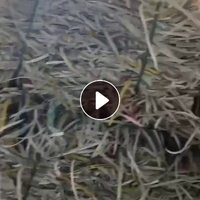 出售PP打包带，现货十一二吨，乳白和透明占比一半一半