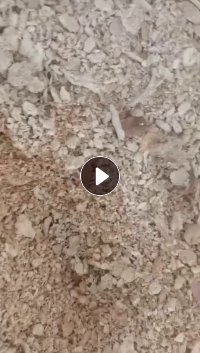 出售麦草浆，现货10吨左右