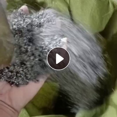 长期出售汽车座椅革pvc吹毛料，比重1.2，无钙，货在天津