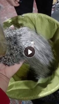 长期出售汽车座椅革pvc吹毛料，比重1.2，无钙，货在天津