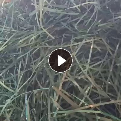 出售PET棉花打包带破碎料，全棉花带破碎料，月供几十吨