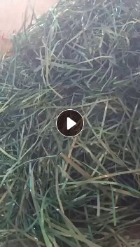 出售PET棉花打包带破碎料，全棉花带破碎料，月供几十吨