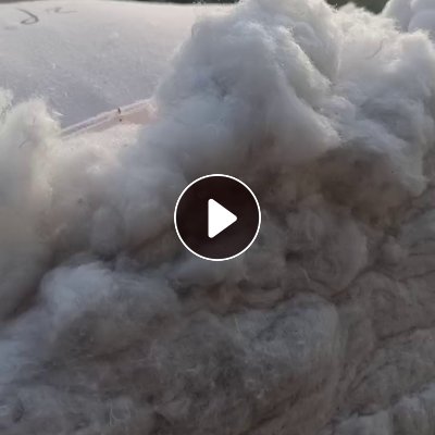 长期出售开松好的棉花，大白棉，可以纺纱用，月供100吨