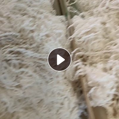 出售脱完水挑干净的的涤纶废丝，涤纶水丝，现货20多吨