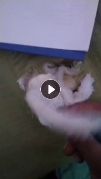 长期出售涤纶废布，涤纶造粒布，涤纶布，货在河南郑州